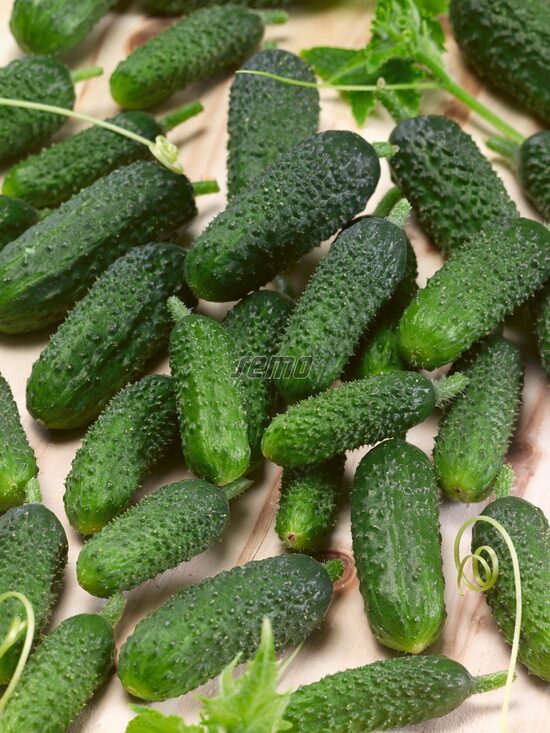 Gurķi DAFNE F1 ( 10 Sēklas)